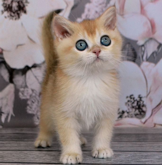 Британские котята короткошерстные золотые  шиншиллы
