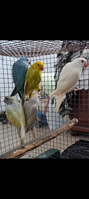 Ring necks varias mutações declaração cedência