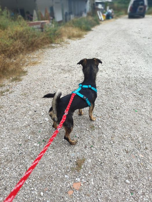 Hazel - 1 ano, 3kg