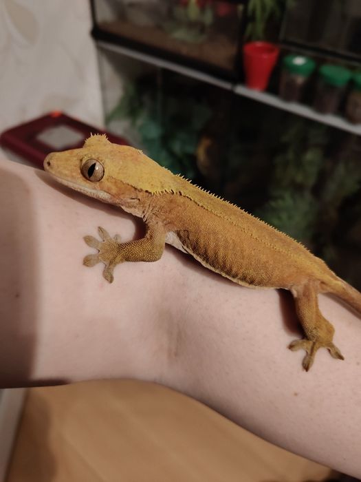 Gekon orzęsiony samica dorosła