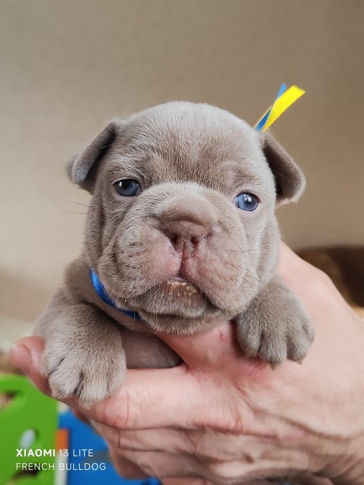 Изабела Нью шейд хлопчики та дівчатка.