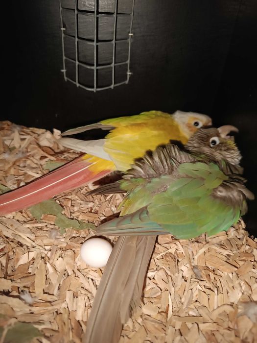 Pyrrhuras diluídas - casal reprodutor