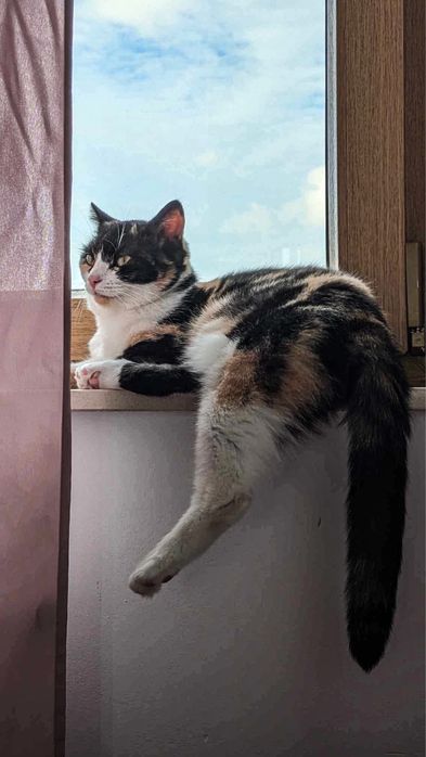 Wyjątkowa trójkolorowa koteczka szuka dobrego domu!