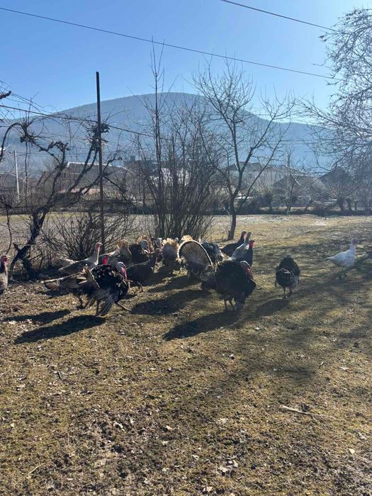 Продам молодих індиків