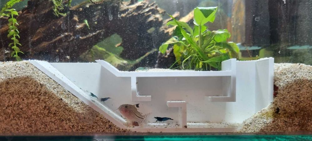 Caverna de Camarão / Shrimp Tunnel - Vários tamanhos e formatos