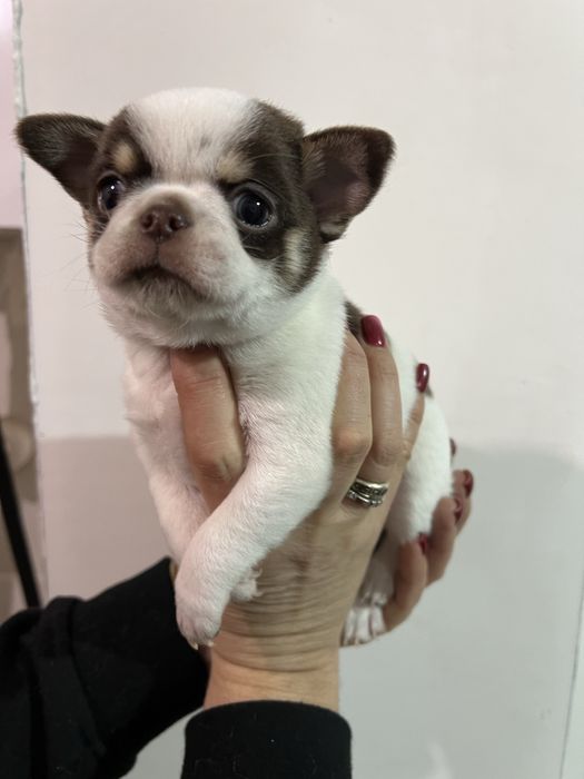 Хлопчик чіхуахуа