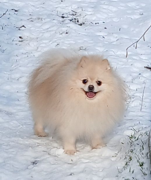 В'язка .Мальчик померанский шпиц