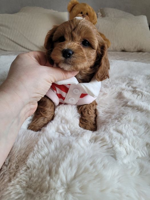 Uroczy piesek maltipoo F1