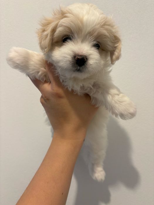 Maltańczyk suczka ostatnia ur. 07.01