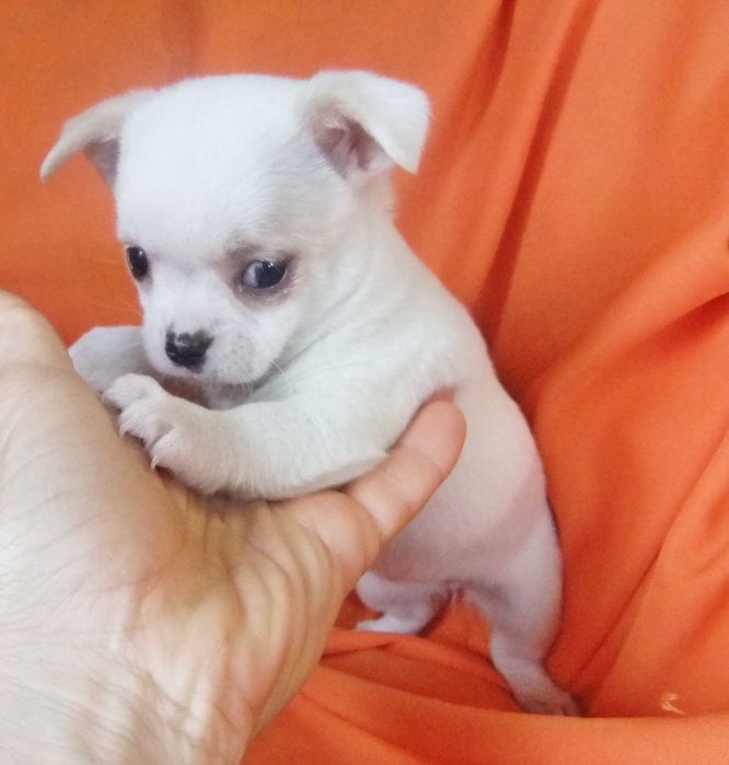 Chihuahua  cachorro com qualidade