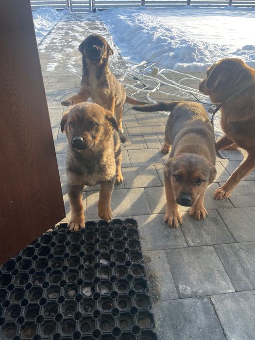 Oddam trzymiesięczne suczki