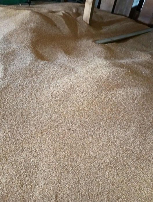 Pszenica ozima  euforia