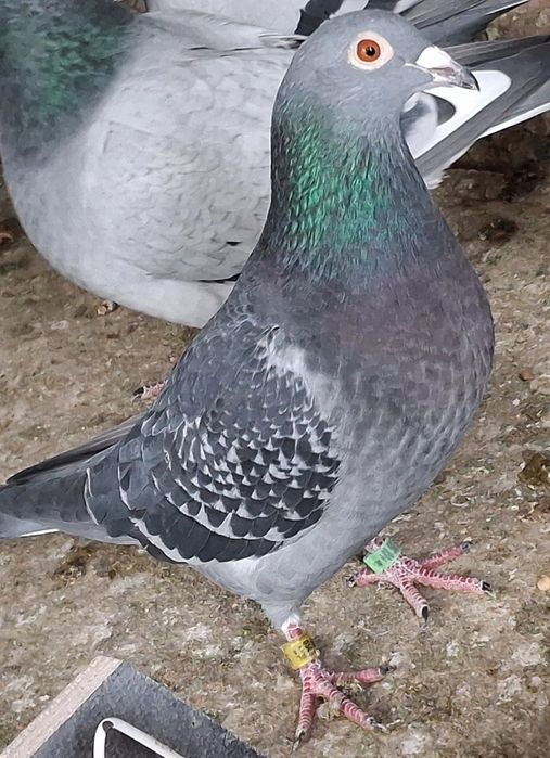 Gołębie pocztowe 2025