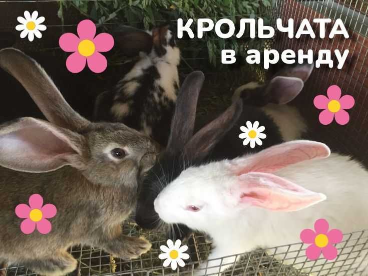 КРОЛЬЧАТА: временное содержание, дни рождения, тест-драйв.
