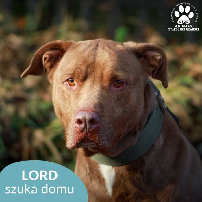 Dostojny Lord szuka domu!