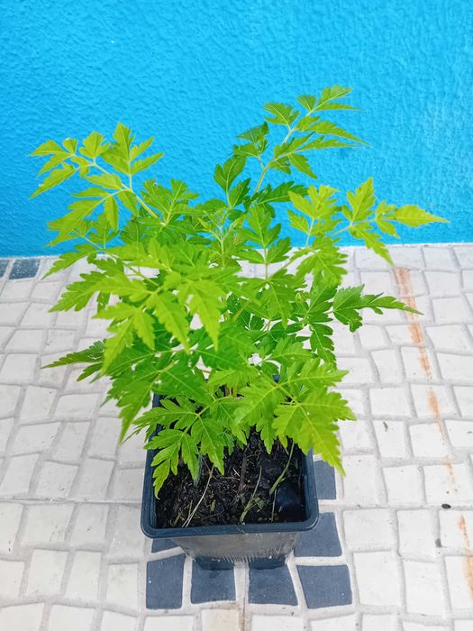 Neem / Melia Azaderach árvore em vaso