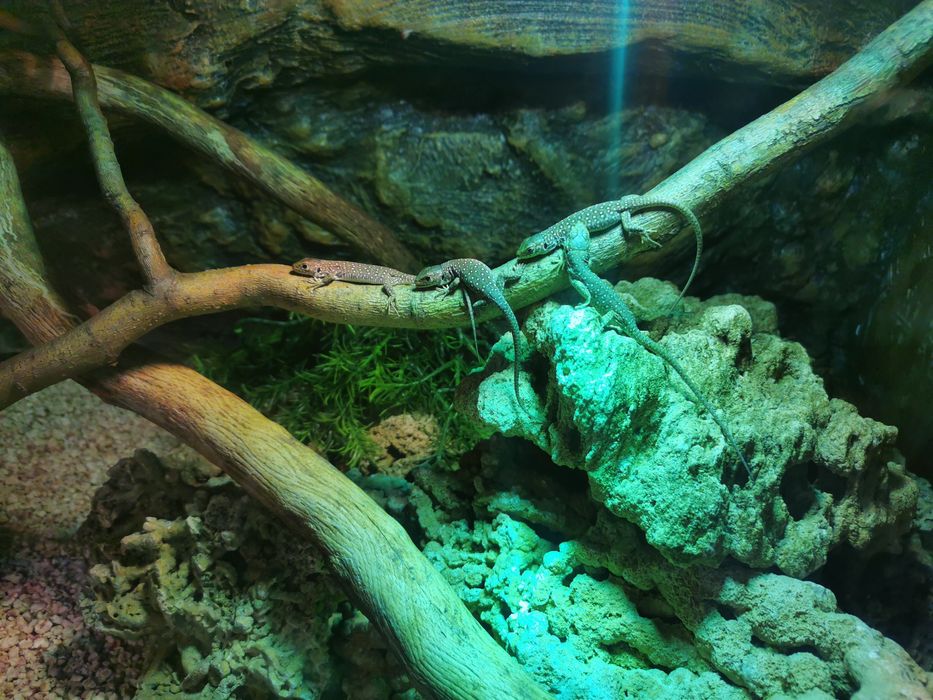 Jaszczurka perłowa, Timon  lepidus