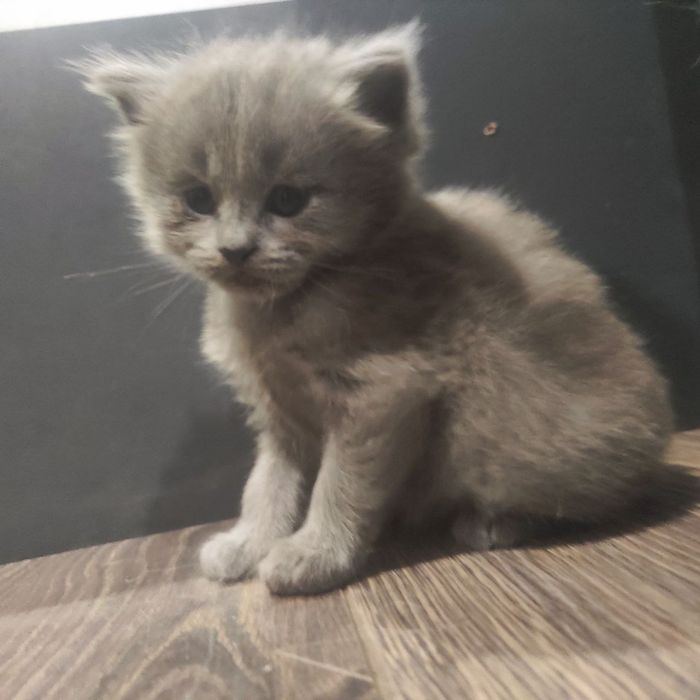 Шотландский кот, британский котенок