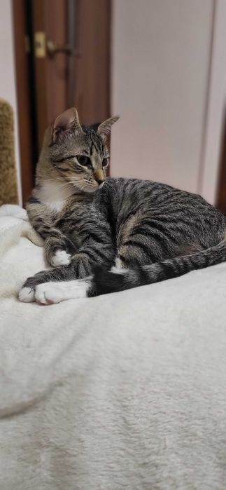 Віддам в ДОБРІ РУКИ котенятко