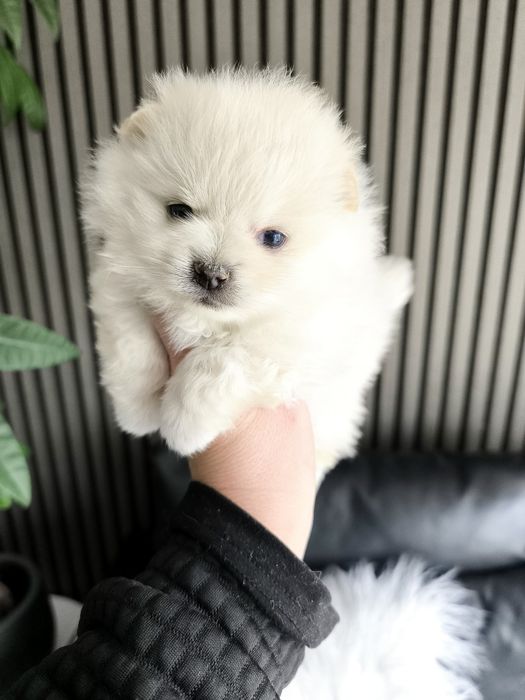 Spitz anão. Lulu da Pomerânia. Perfeito