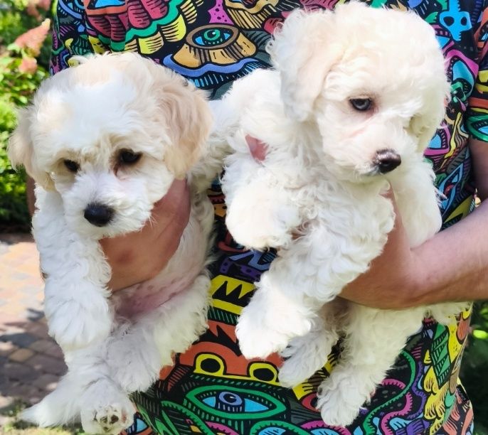 Бішони-пухнасті янголи