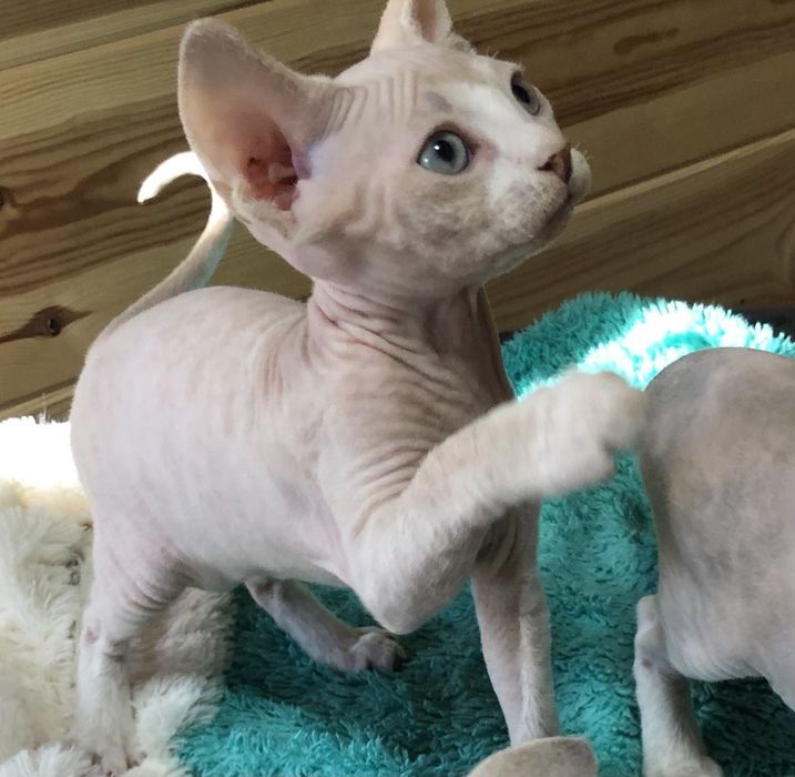 Акция!!!Нежные котята-девочки. 2,5 месяца