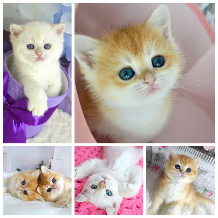 Британская золотая шиншилла/британська золота шиншила