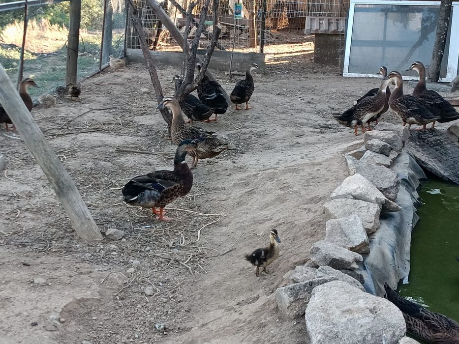 Patos raça Rouen