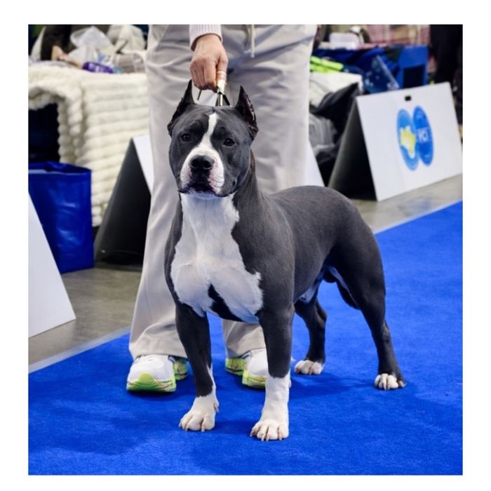 Чистокровні Блакитні Амстаффіки