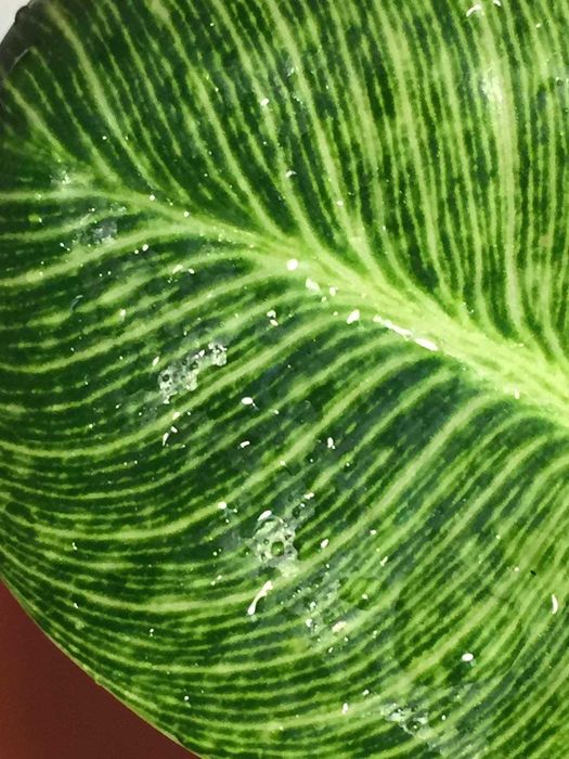 Хапай подарок на День влюбленных и 8 Марта! марта филодендрон Биркин