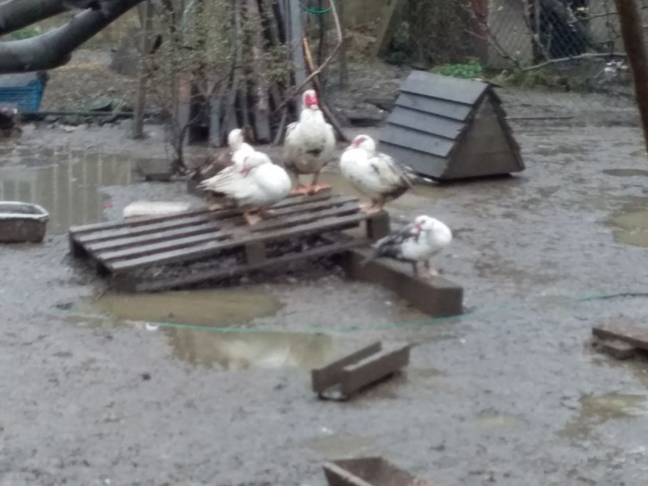 Продам інкубаційні яйця