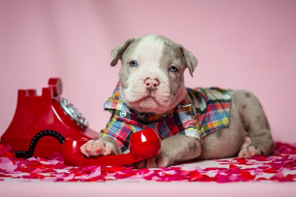 Ексклюзивні цуценята Американський Буллі шоу класу