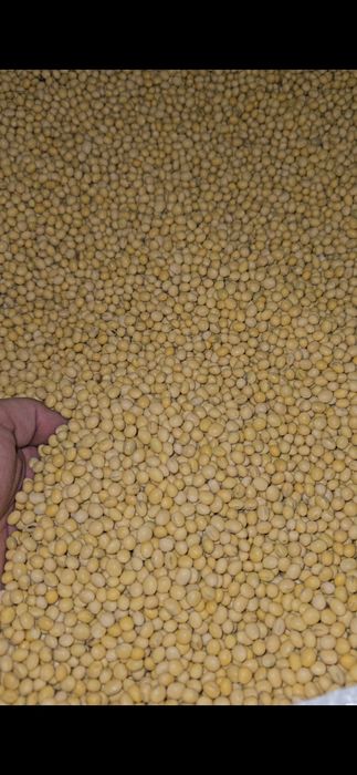 Продам Посівний  Матеріал Сої ГМО  (під раундап) І Інших Культур
