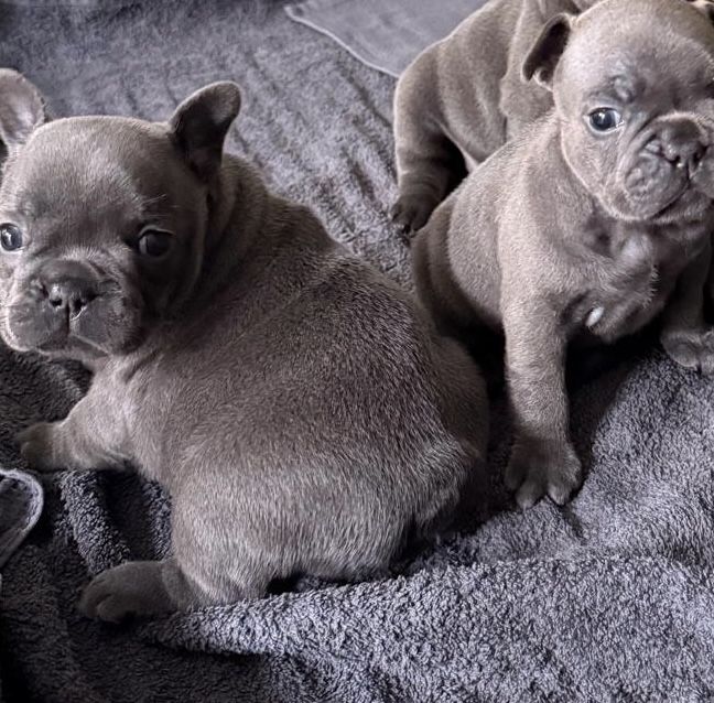 Buldog francuski niebieski prześliczna  suczka