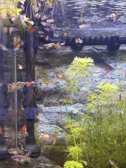 Guppy surtidos amarelo e laranja