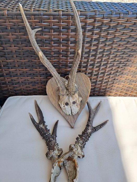 Poroże poroża 2 sztuki rogi