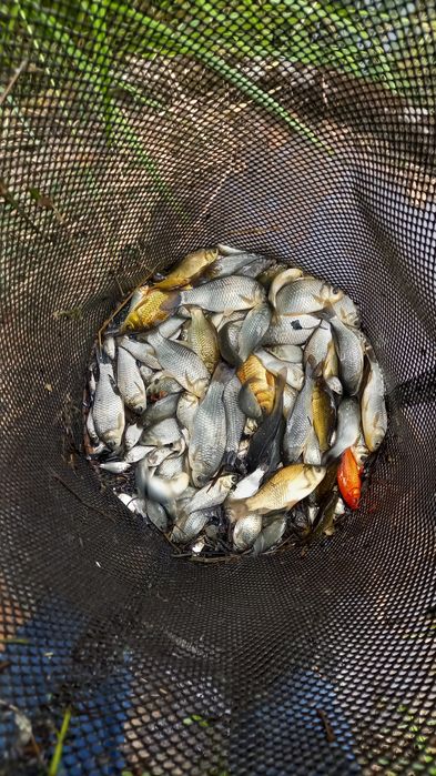 Karaś z własnego stawu