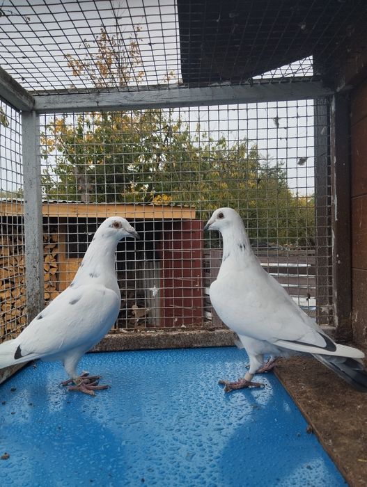 Gołębie pocztowe Okazja