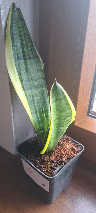 Sansevieria gwinejska , Whitney