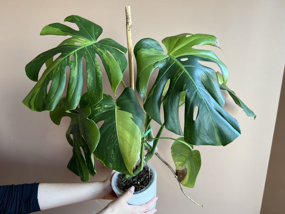 Monstera Green Mint