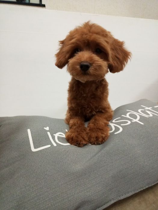 5-и міс.малюк МальтіпуF2