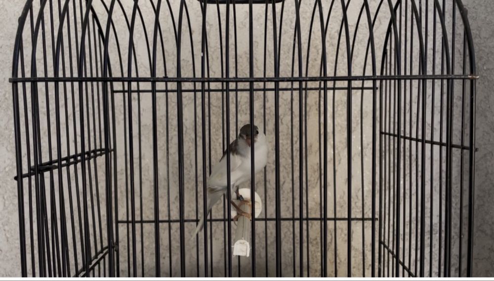 Canarios larguet 2025