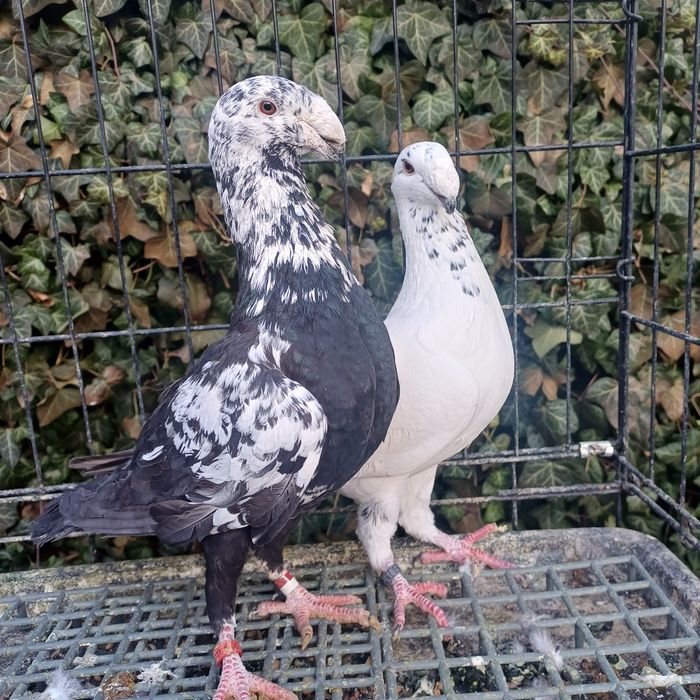 Garbinosy, niemieckie wystawowe, tygrysy