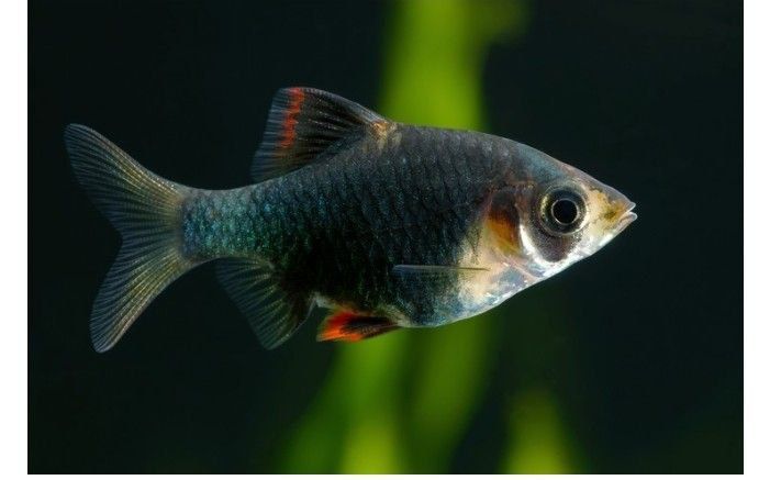 Продам аквариумных рыбок