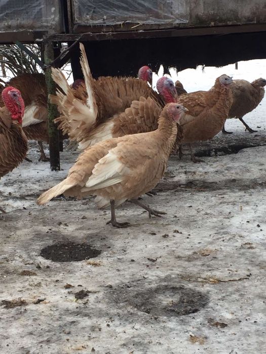 Продам інкубаційне яйце узбекских палевих індиків( индюк, индюшка)