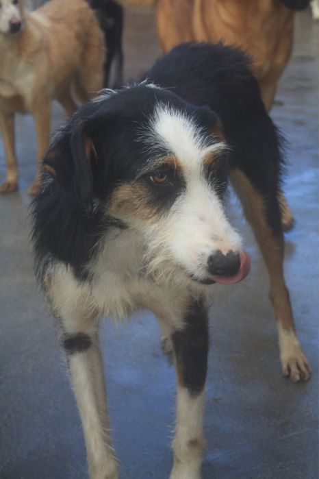 Dartacao cao de porte grande