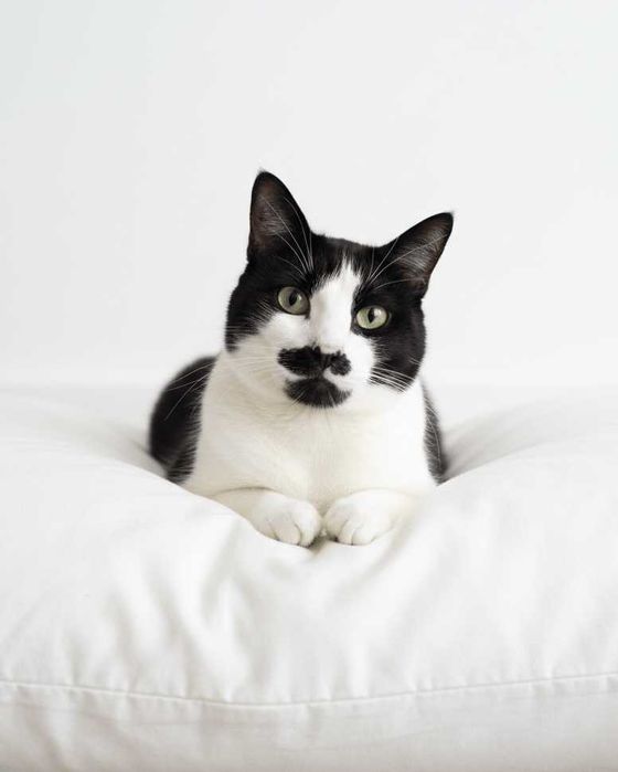 Setúbal / Margem Sul / Lisboa — CHARLIE, gatinho para adoção