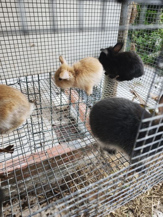 Vendo coelhos anões