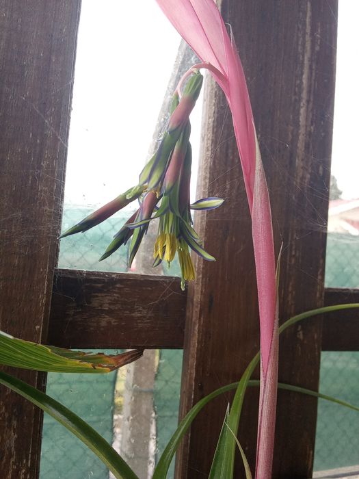 Bromélias lágrimas de rainha