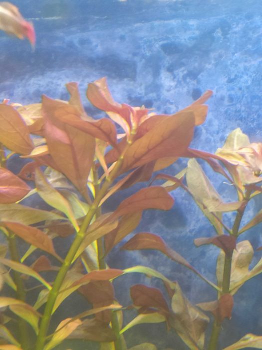 Ludwigia repens rubin